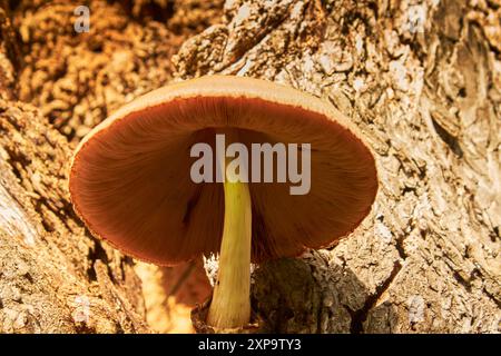 Champignons en forme de champignon (tabourets de crapaud) poussant sur le côté d'un chêne dans une forêt après la pluie!! Banque D'Images