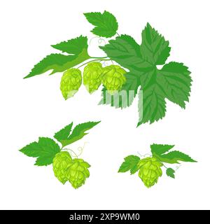 Un ensemble de compositions de feuilles et de fruits de houblon. Ingrédient frais pour la production de bière. Illustration vectorielle pour la conception d'une affiche, menu Illustration de Vecteur