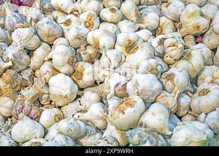 ail de ferme blanc mûr dans un récipient dans un supermarché. Protection contre les maladies, sélénium Banque D'Images