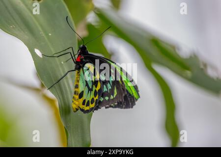 papillon cairns ornithologique reposant sur une feuille à kuranda, dans le nord du queensland, en australie Banque D'Images