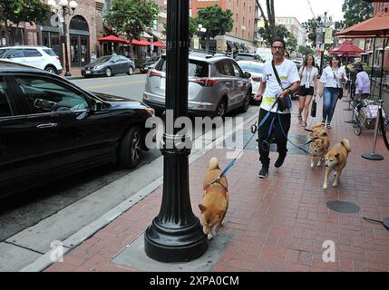 San Diego/californie/états-unis/ 28 septembre 2019/ promeneur de chiens ou d'animaux San Diego Californie États d'Amérique.photo..Francis Joseph Dean/Dean PicturesNon pour usage commercial Banque D'Images