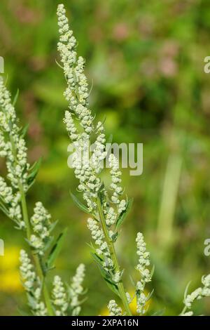 Album de Chenopodium en fleurs (quartiers d'agneau, melde, pied-de-poule grasse aux épinards sauvages, pied-de-poule blanc). Famille des Amaranthaceae. Juillet, pays-Bas Banque D'Images