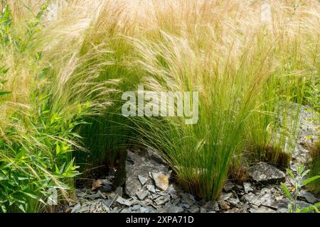 Stipa tenuissima Pony Tails plantes de jardin, herbes ornementales Tuft Banque D'Images