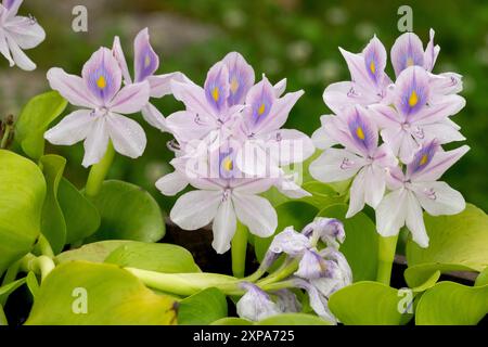 Crassipes de jacinthe d'eau commune Eichhornia, plantes aquatiques flottantes, fleurs bleues pâles Banque D'Images