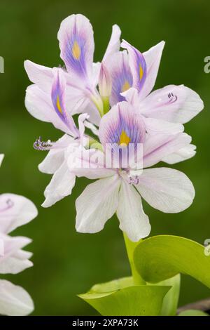 Crassipes de jacinthe d'eau commune Eichhornia, Portrait fond vert, plante aquatique Banque D'Images