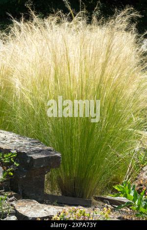 Stipa tenuissima Pony Tails Nassella Garden Plant herbes ornementales tuftées Banque D'Images