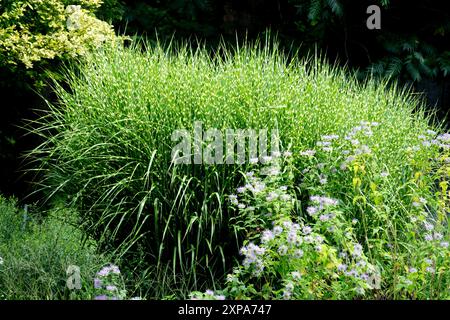 Herbe argentée chinoise Miscanthus sinensis 'Strictus' dans le jardin Banque D'Images