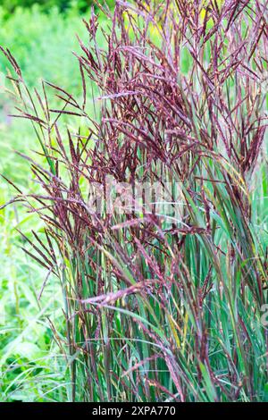 Andropogon gerardi 'Blackhawks' Big Bluestem Grass, jardin plante vivace floraison Banque D'Images