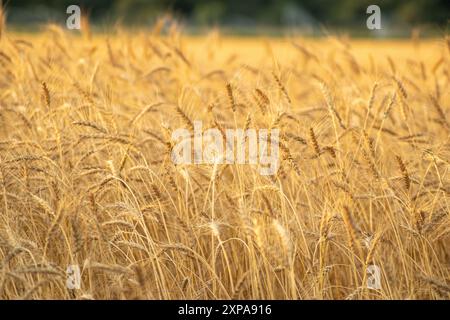 Champ de blé par une journée ensoleillée en été. Concept agricole, culture de produits alimentaires. Banque D'Images