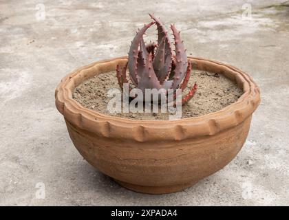 Usine d'Aloe Aculeata dans le pot d'argile rond sur la surface de béton Banque D'Images