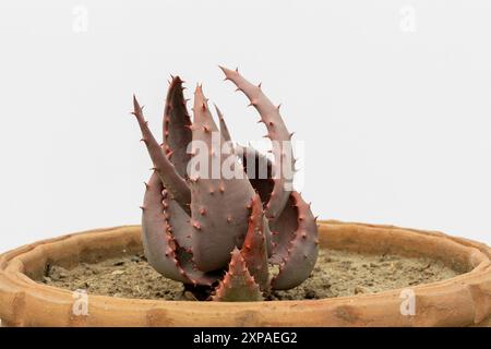 Aloe aculeata ou aloe poker rouge chaud sur fond blanc isolé Banque D'Images