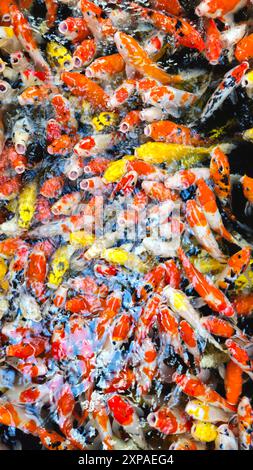 Vue de dessus de poissons Koi colorés ou de carpe Koi japonaise nageant librement dans l'étang sain. Koi bouche ouverte pour être nourri. Banque D'Images