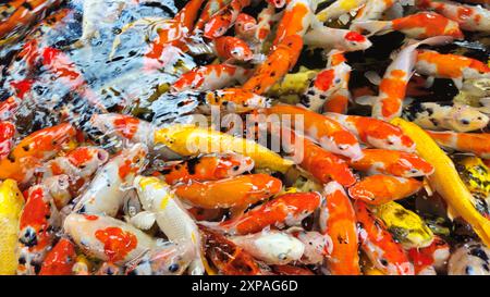 Vue de dessus de poissons Koi colorés ou de carpe Koi japonaise nageant librement dans l'étang sain. Koi bouche ouverte pour être nourri. Banque D'Images