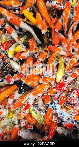 Vue de dessus de poissons Koi colorés ou de carpe Koi japonaise nageant librement dans l'étang sain. Koi bouche ouverte pour être nourri. Banque D'Images