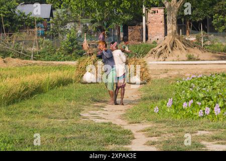 Champ de riz sur le riz paddy couleur verte la culture luxuriante est une agriculture. Les agriculteurs rentrent chez eux au Bangladesh. Cumilla, 21 avril 2024 Banque D'Images