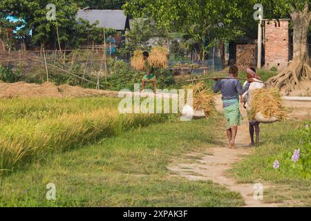 Champ de riz sur le riz paddy couleur verte la culture luxuriante est une agriculture. Les agriculteurs rentrent chez eux au Bangladesh. Cumilla, 21 avril 2024 Banque D'Images