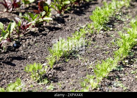 rangées de jeunes plants de légumes, y compris la carotte betterave dans le potager uk Banque D'Images