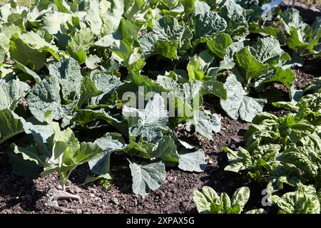 rangées de jeunes plants de légumes, y compris les brassicas dans le potager uk Banque D'Images