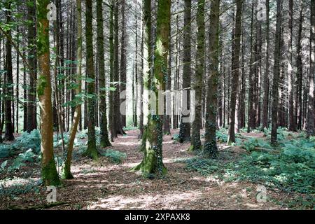 lignes régulières de pins dans la forêt de hillsborough comté royal de hillsborough en irlande du nord royaume-uni Banque D'Images