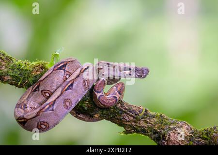 Boa Constrictor (Boa constrictor) portrait, enroulé sur branche, forêt tropicale, Costa Rica. Banque D'Images