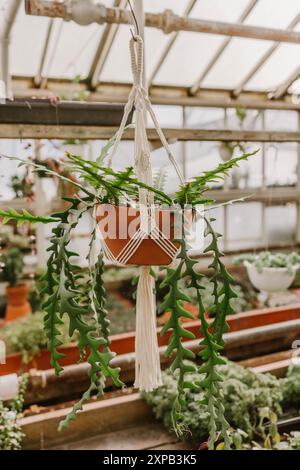 Support de plante de macramé suspendu avec plante verte dans une serre Banque D'Images