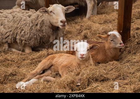 mignons petits agneaux bruns et beige mère mouton se reposant, regardant Banque D'Images