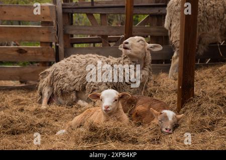 Deux bébés agneaux et mère Katumsky mouton se reposant et dormant sur du foin Banque D'Images
