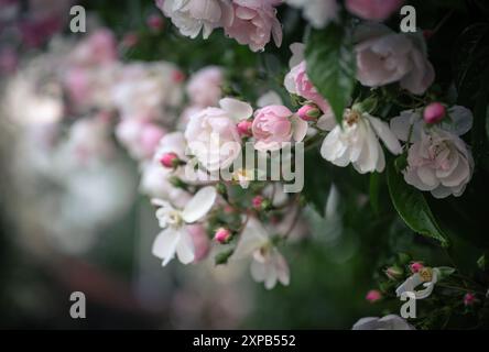 Roses roses et blanches dans le jardin Banque D'Images