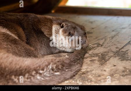 La loutre de rivière nord-américaine (Lontra canadensis), également connue sous le nom de loutre de rivière du nord et de loutre de rivière Banque D'Images