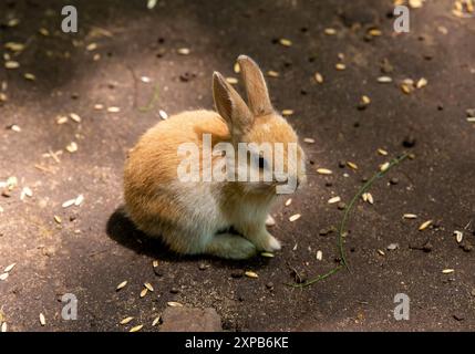 Lapin domestique orange (Oryctolagus cuniculus domesticus) Banque D'Images