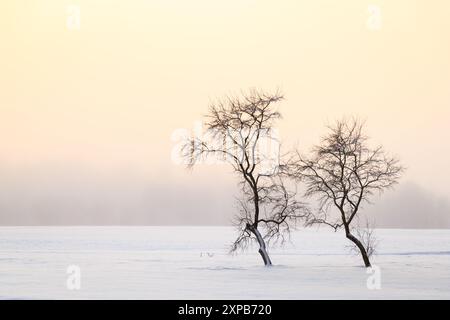 Arbres solitaires sur fond propre en hiver Banque D'Images