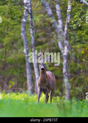 Chevreuil mâle regardant le photographe dans la forêt de teh Banque D'Images