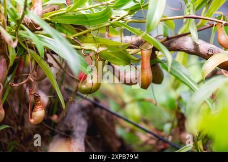 Nepenthes alata, plante pichet tropicale. La plante exotique est carnivore et utilise son nectar pour attirer les insectes qui se noient dans le pichet et sont digérés Banque D'Images