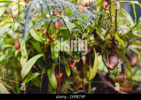 Nepenthes alata, plante pichet tropicale. La plante exotique est carnivore et utilise son nectar pour attirer les insectes qui se noient dans le pichet et sont digérés Banque D'Images