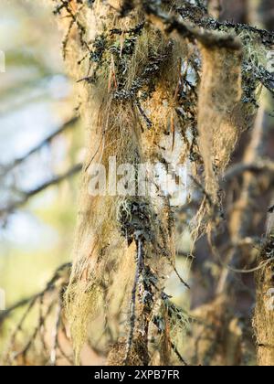 Usnea, principalement lichen fruticose vert pâle grisâtre. Indicateur de pureté de l'air naturel et expert. Carélie, Russie. Banque D'Images