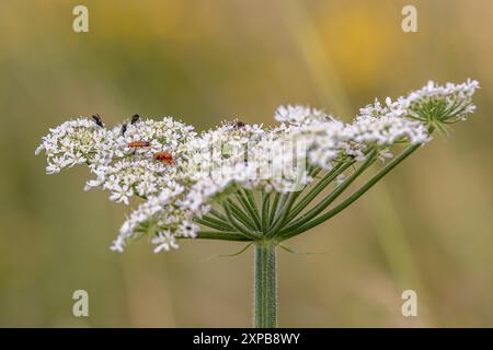 Coléoptères soldats rouges communs sur une fleur dans le Sussex rural, avec une faible profondeur de champ Banque D'Images