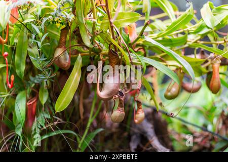 Nepenthes alata, plante pichet tropicale. La plante exotique est carnivore et utilise son nectar pour attirer les insectes qui se noient dans le pichet et sont digérés Banque D'Images