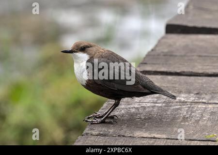 Jajce, Bosnie-Herzégovine – mai 2023 : plongeoir (Cinclus cinclus) aux moulins à eau de Jajce sur la rivière Pliva. Banque D'Images