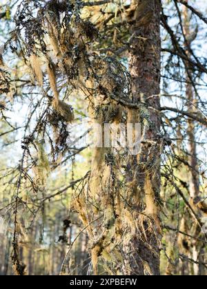 Usnea, principalement lichen fruticose vert pâle grisâtre. Indicateur de pureté de l'air naturel et expert. Carélie, Russie. Banque D'Images