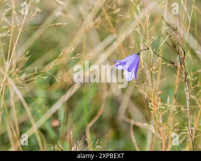 Chellflower violet sur fond d'herbe séchée. Toile de fond naturelle d'été ou d'automne. Banque D'Images