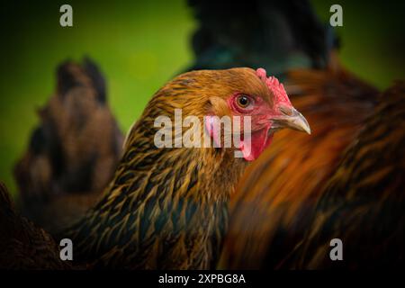 Portrait de poulet. Couleurs marron et noir Banque D'Images