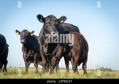 Black angus vache allaitante veau sur prairie, dans le paddock Banque D'Images