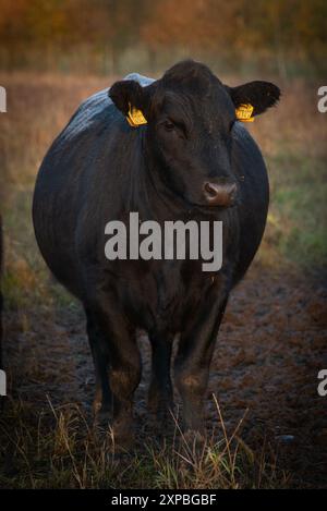 vue de face de la vache génisse angus noire debout dans la soirée d'automne Banque D'Images