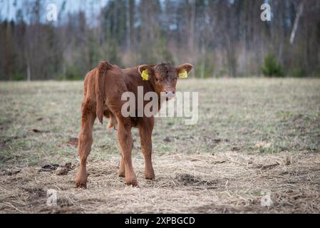 Veau angus rouge au début du printemps Banque D'Images