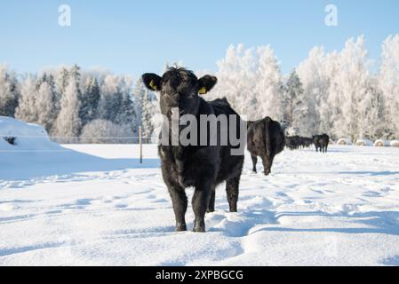 Veau de génisse Black angus debout dans la neige un jour ensoleillé d'hiver Banque D'Images