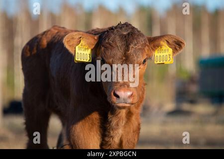 Veau angus rouge au début du printemps Banque D'Images