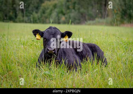 Veau de vache angus noir couché dans l'herbe le jour d'été Banque D'Images