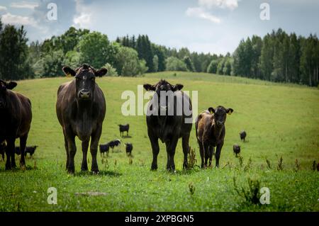 Génisses Black angus vaches debout sur les prairies de colline Banque D'Images