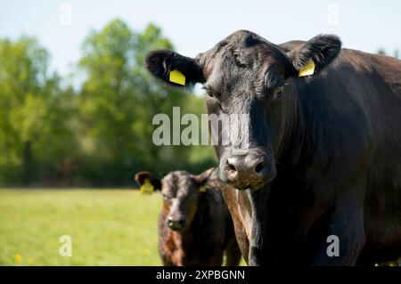 Portrait de vache angus noire sur herbe verte le jour d'été Banque D'Images