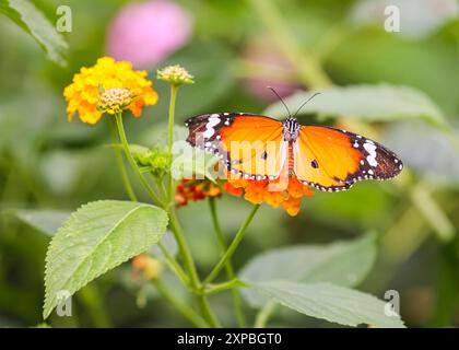 Papillon tigre plaine, également monarque africain ou reine africaine (Danaus chrysippus) reposant sur la feuille, gros plan Banque D'Images